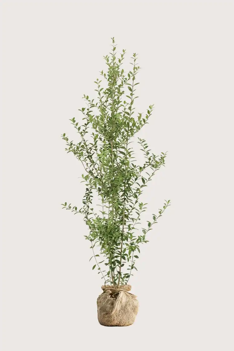 Liguster liga hæk Budget Pakke med rodklump 160-200cm - Giver øjeblikkelig afskærmning