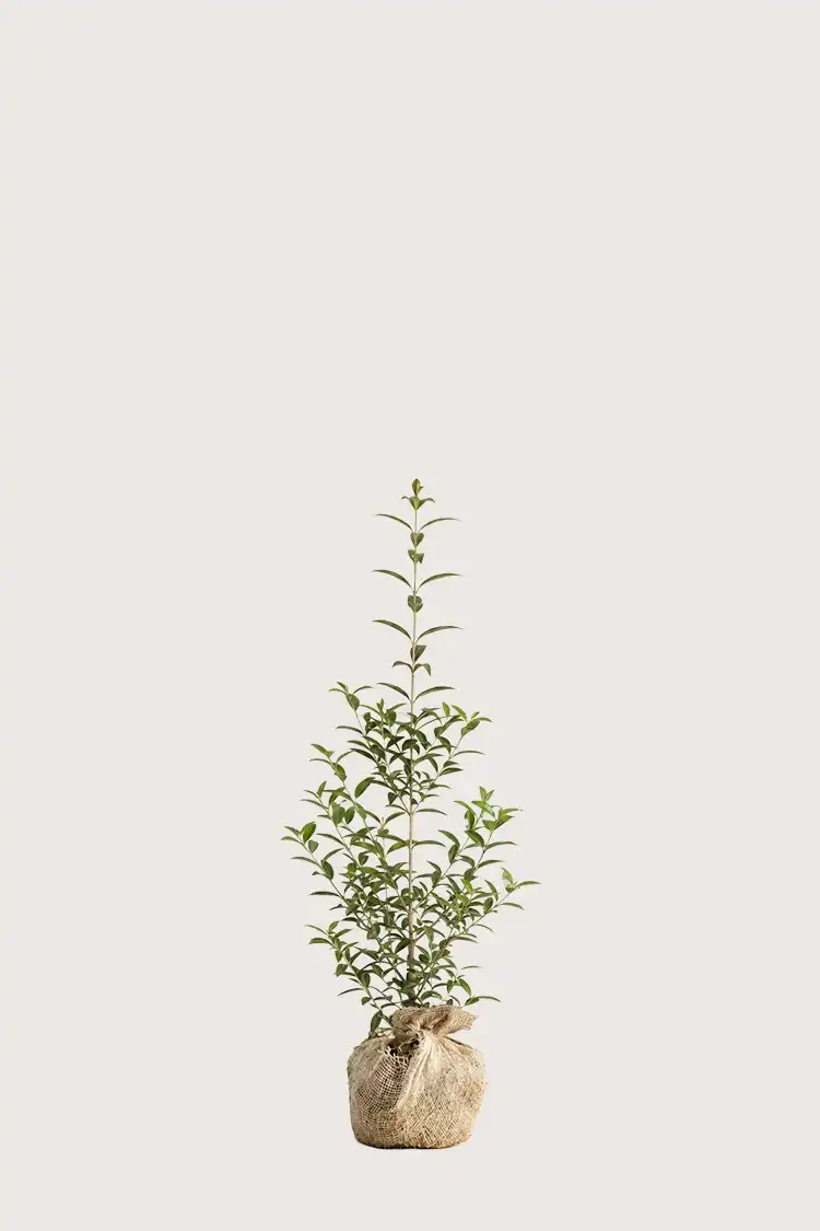 Liguster liga hæk Budget Pakke med rodklump 40-80cm - Giver øjeblikkelig afskærmning