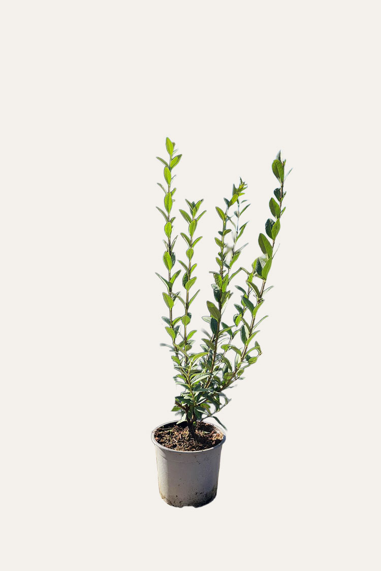 Stedsegrøn liguster potte