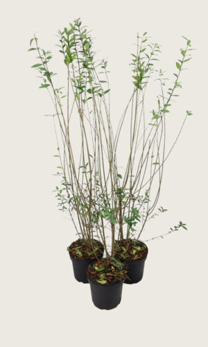 Stedsegrøn liguster potte