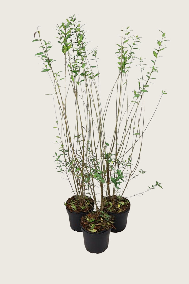 Stedsegrøn liguster potte