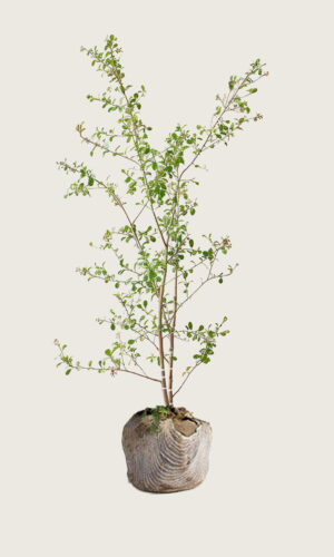 Liguster Liga rodklump