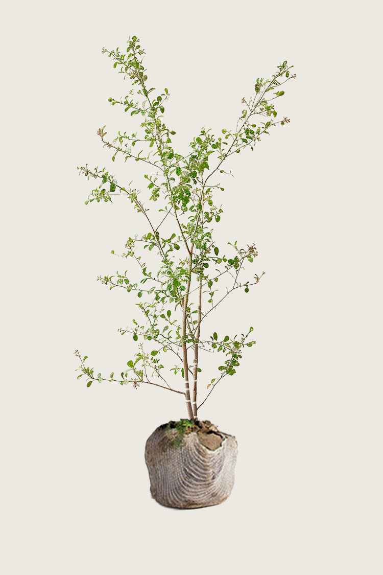 Liguster Liga rodklump