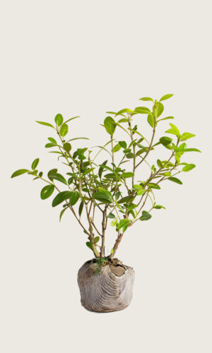 Liguster Liga rodklump