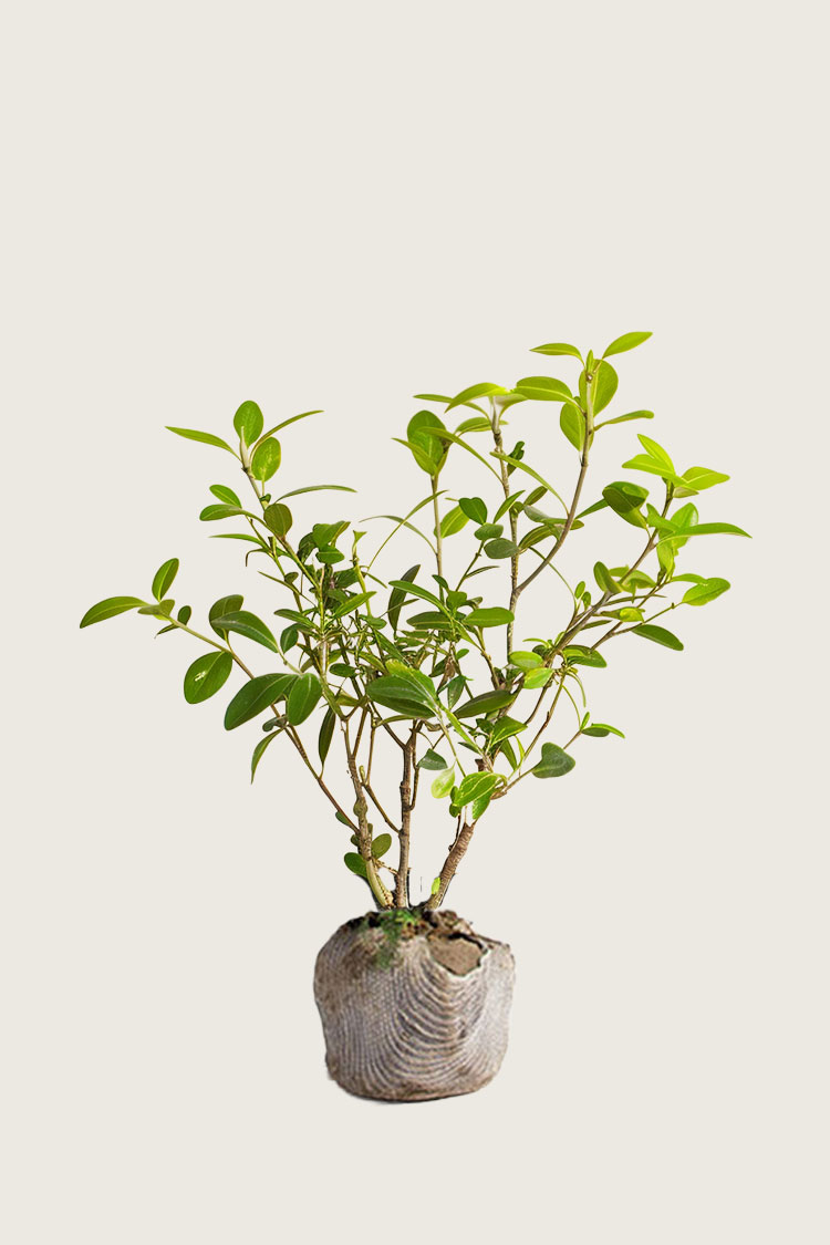 Liguster Liga rodklump