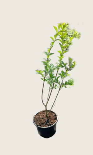 Storbladet liguster potte