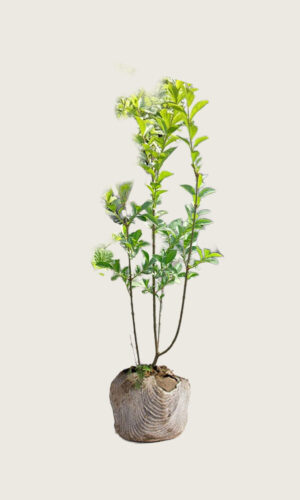 Storbladet liguster rodklump