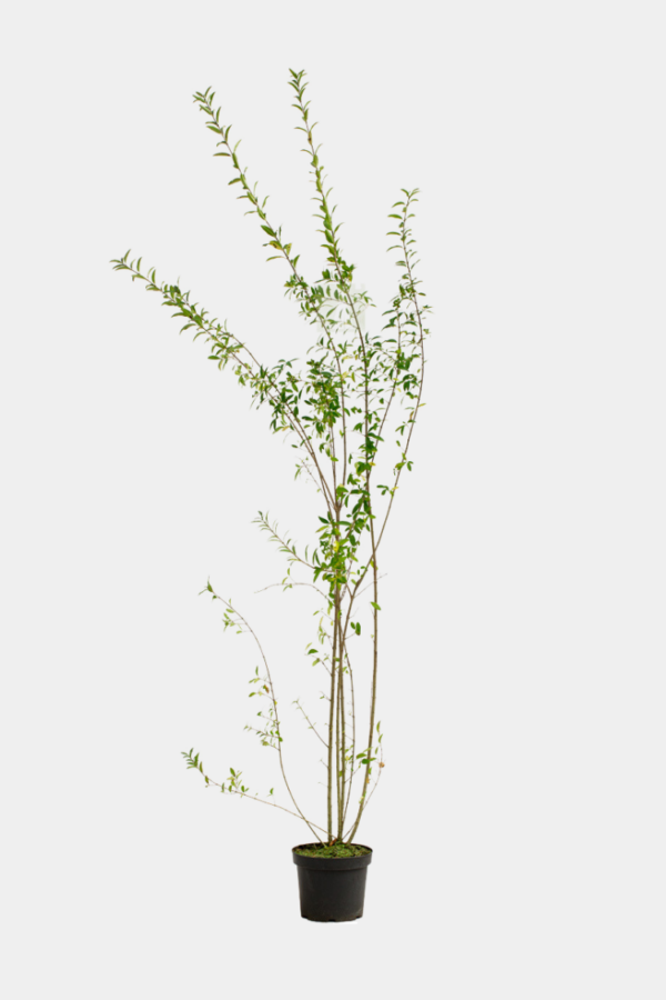 Stedsegrøn liguster potte 180cm-220cm 25-pak
