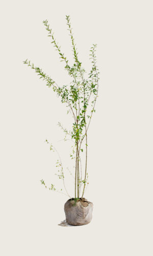 Stedsegrøn liguster rodklump