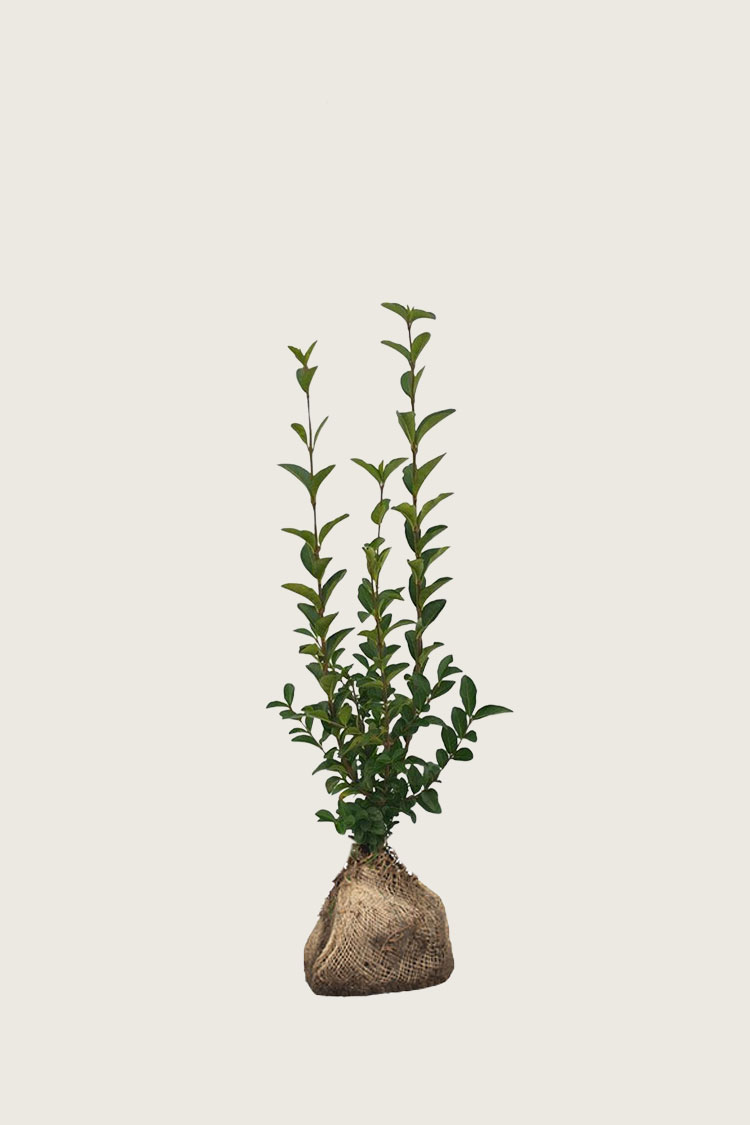 Storbladet liguster rodklump