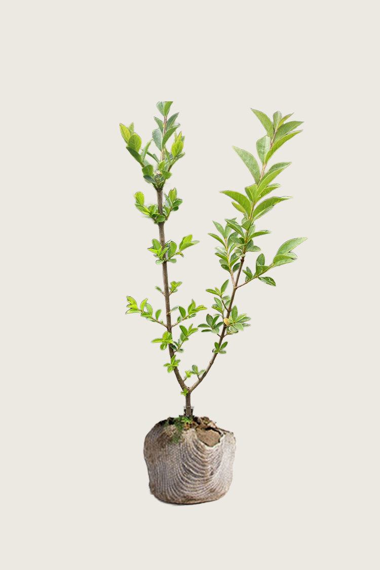 Storbladet liguster rodklump