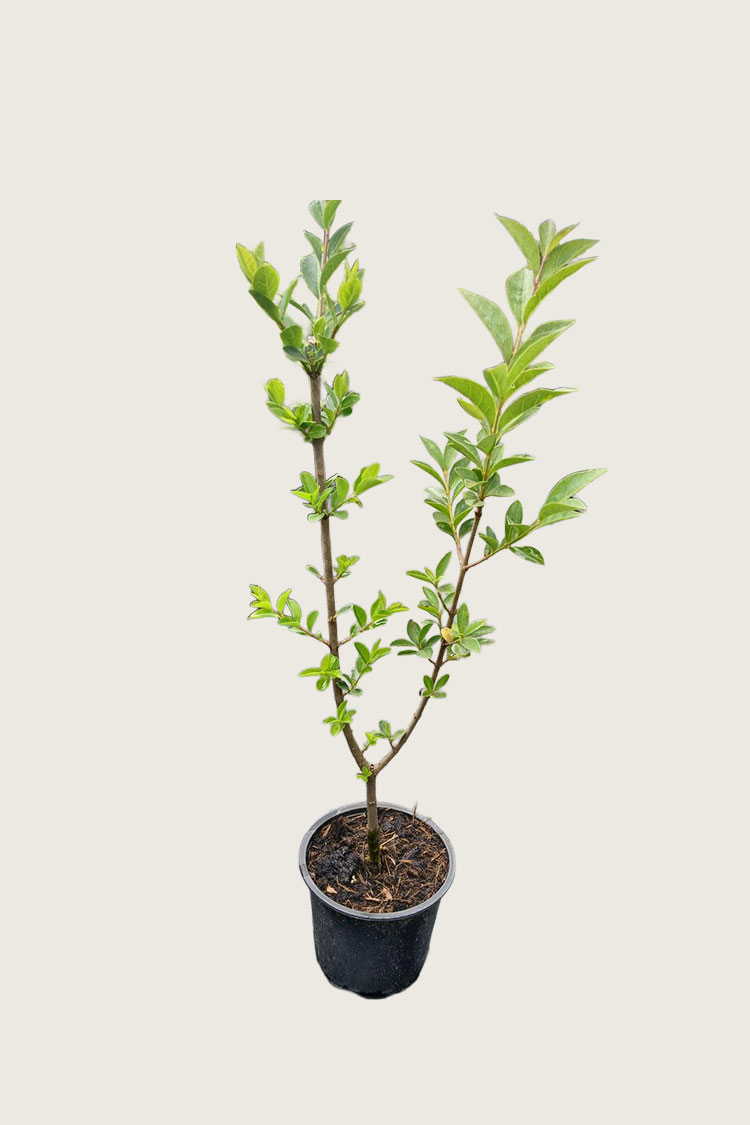 Storbladet liguster potte