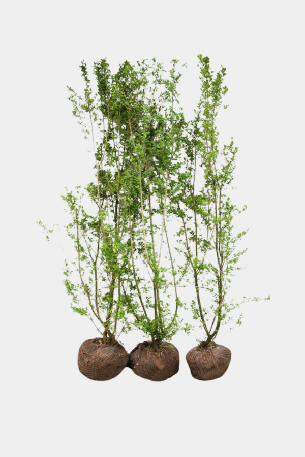 Liguster Liga potte 100cm-140cm 100-pak