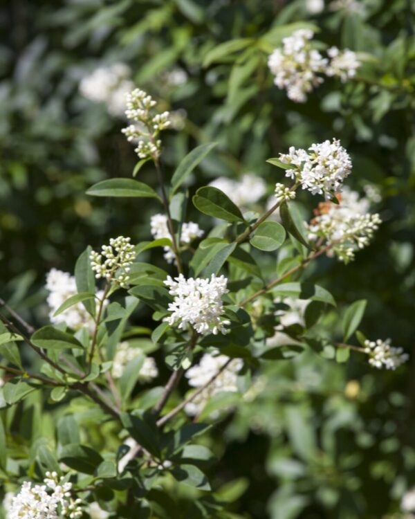 Storbladet liguster Potte Genius Pakke 60-100cm - Billede 2