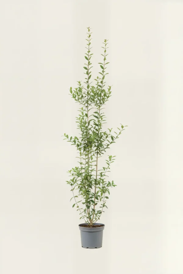 Liguster liga hæk Budget Pakke i potte 180-220cm - Giver øjeblikkelig afskærmning