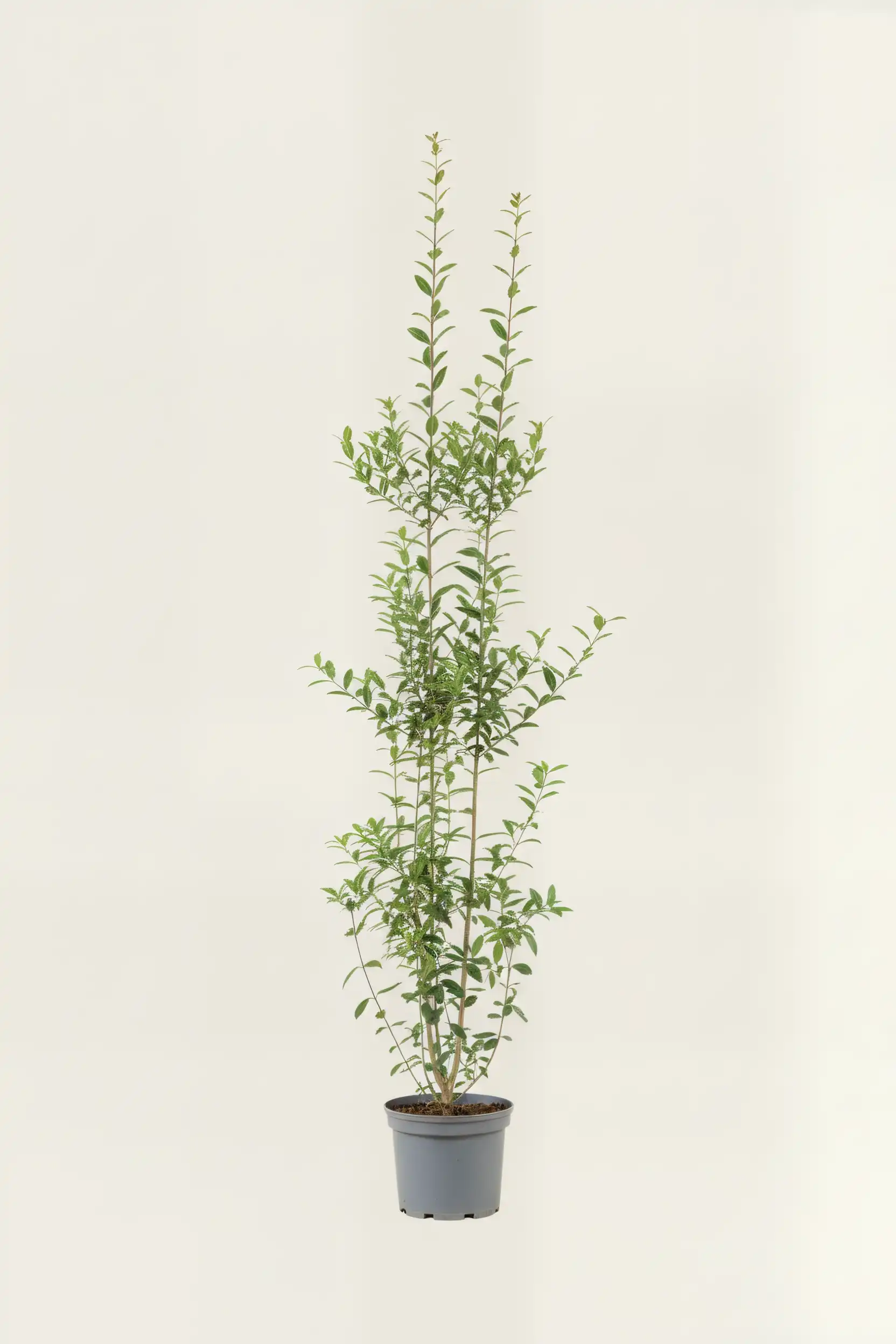 Liguster liga hæk Budget Pakke i potte 180-220cm - Giver øjeblikkelig afskærmning