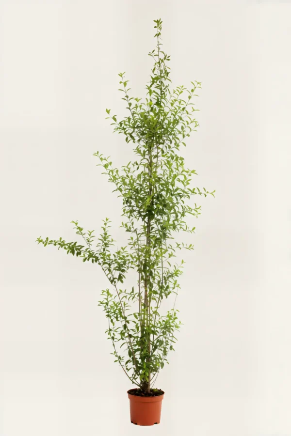 Liguster liga hæk Budget Pakke i potte 220-260cm - Giver øjeblikkelig afskærmning