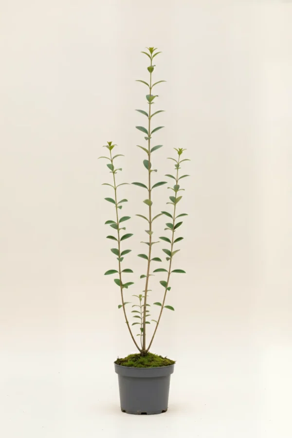 Liguster liga hæk Budget Pakke i potte 100-140cm - Giver øjeblikkelig afskærmning