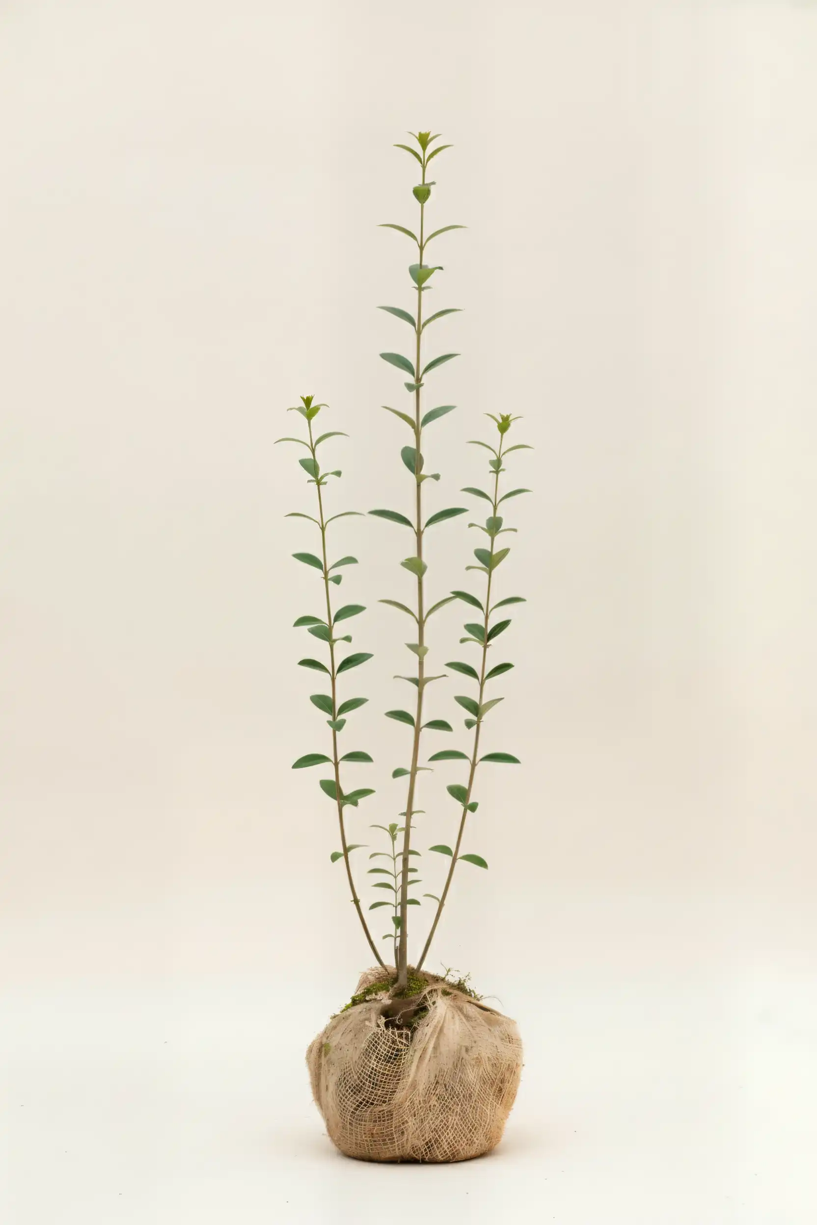 Liguster liga hæk Budget Pakke med rodklump 100-140cm - Giver øjeblikkelig afskærmning