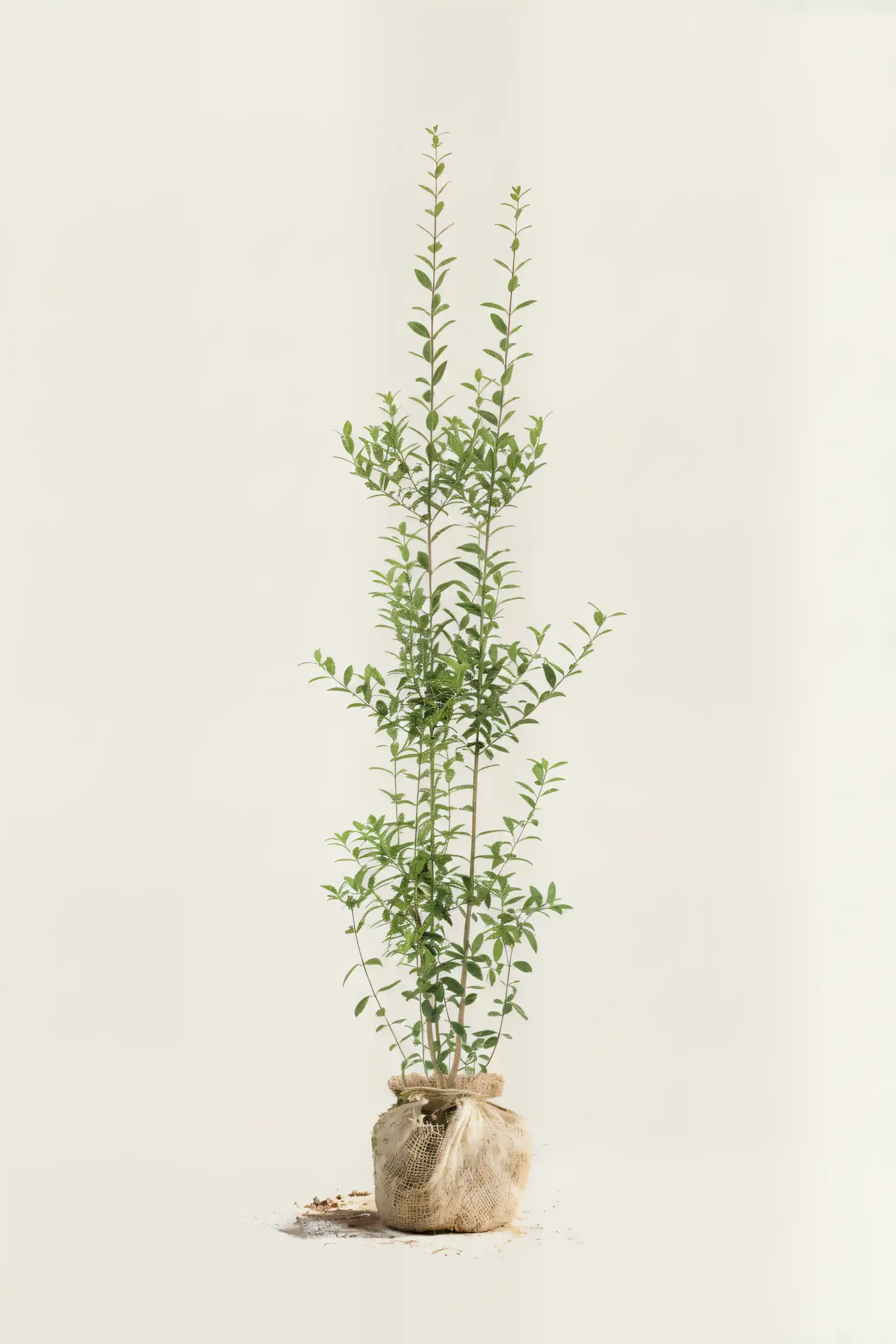 Liguster liga hæk Budget Pakke med rodklump 180-220cm - Giver øjeblikkelig afskærmning