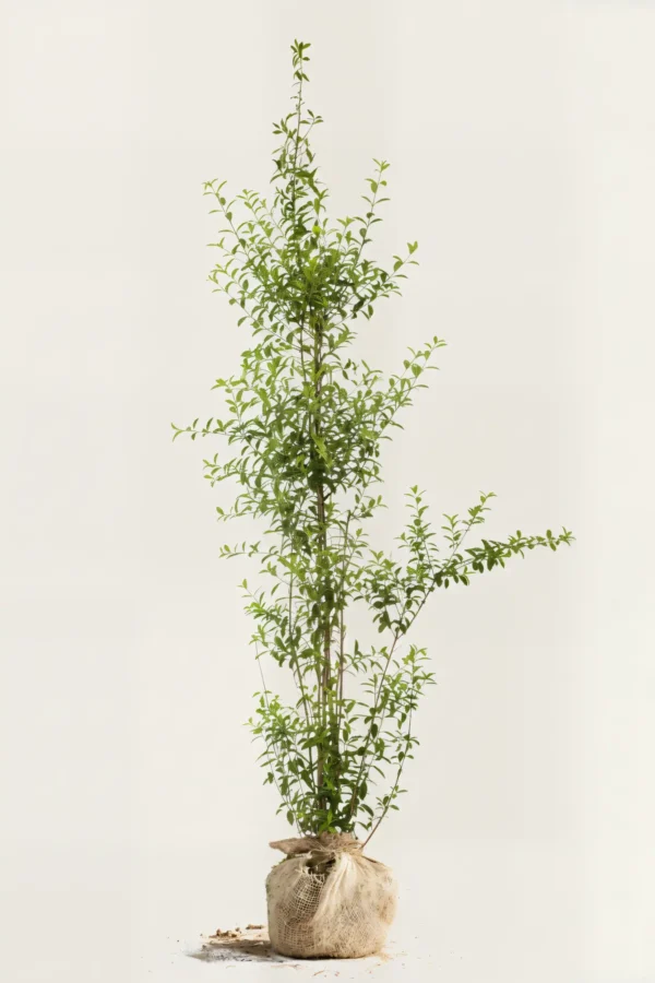 Liguster liga hæk Budget Pakke med rodklump 220-260cm - Giver øjeblikkelig afskærmning