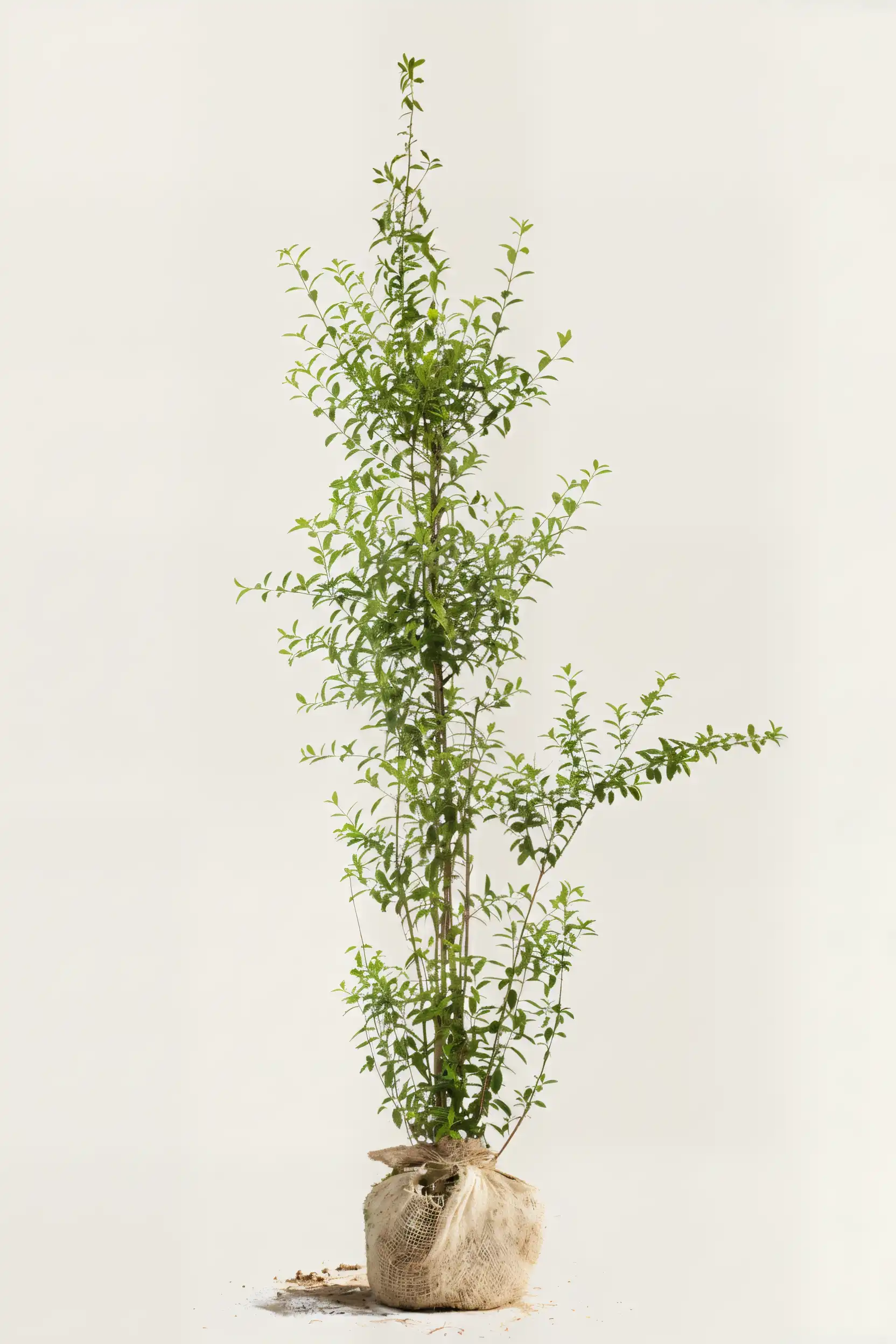 Liguster liga hæk Budget Pakke med rodklump 220-260cm - Giver øjeblikkelig afskærmning