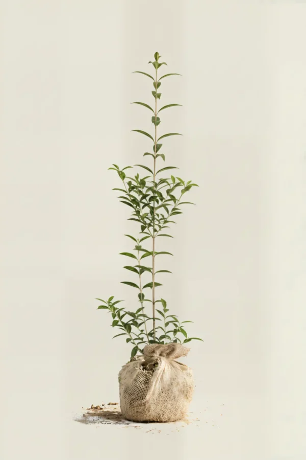 Liguster liga hæk Budget Pakke med rodklump 60-100cm - Giver øjeblikkelig afskærmning