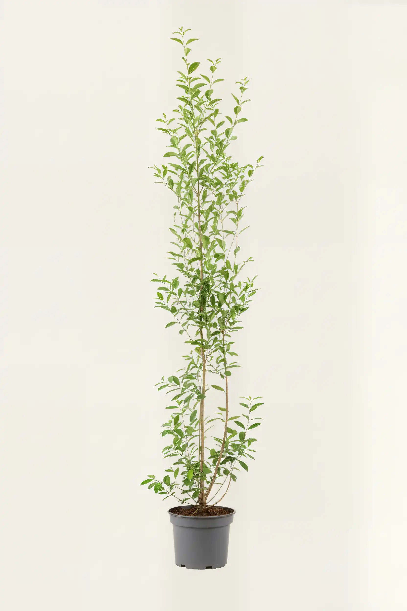 Storbladet liguster hæk Budget Pakke i potte 180-220cm - Giver øjeblikkelig afskærmning