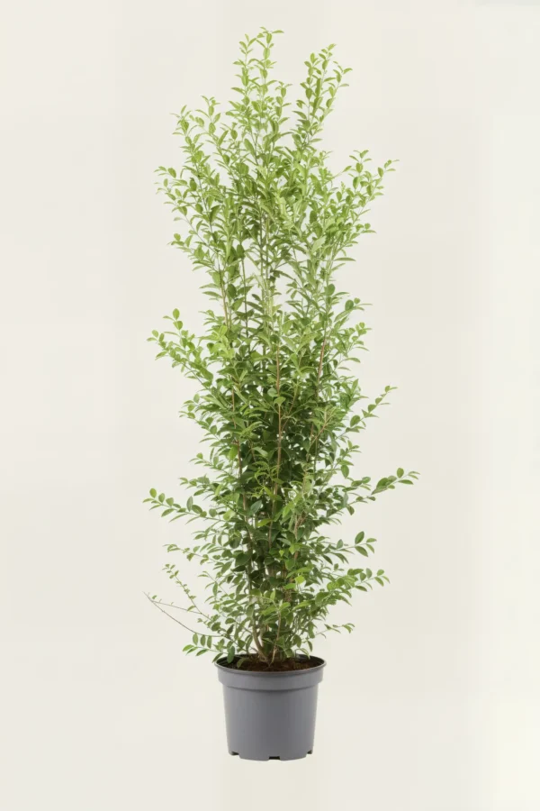 Storbladet liguster hæk Budget Pakke i potte 220-260cm - Giver øjeblikkelig afskærmning