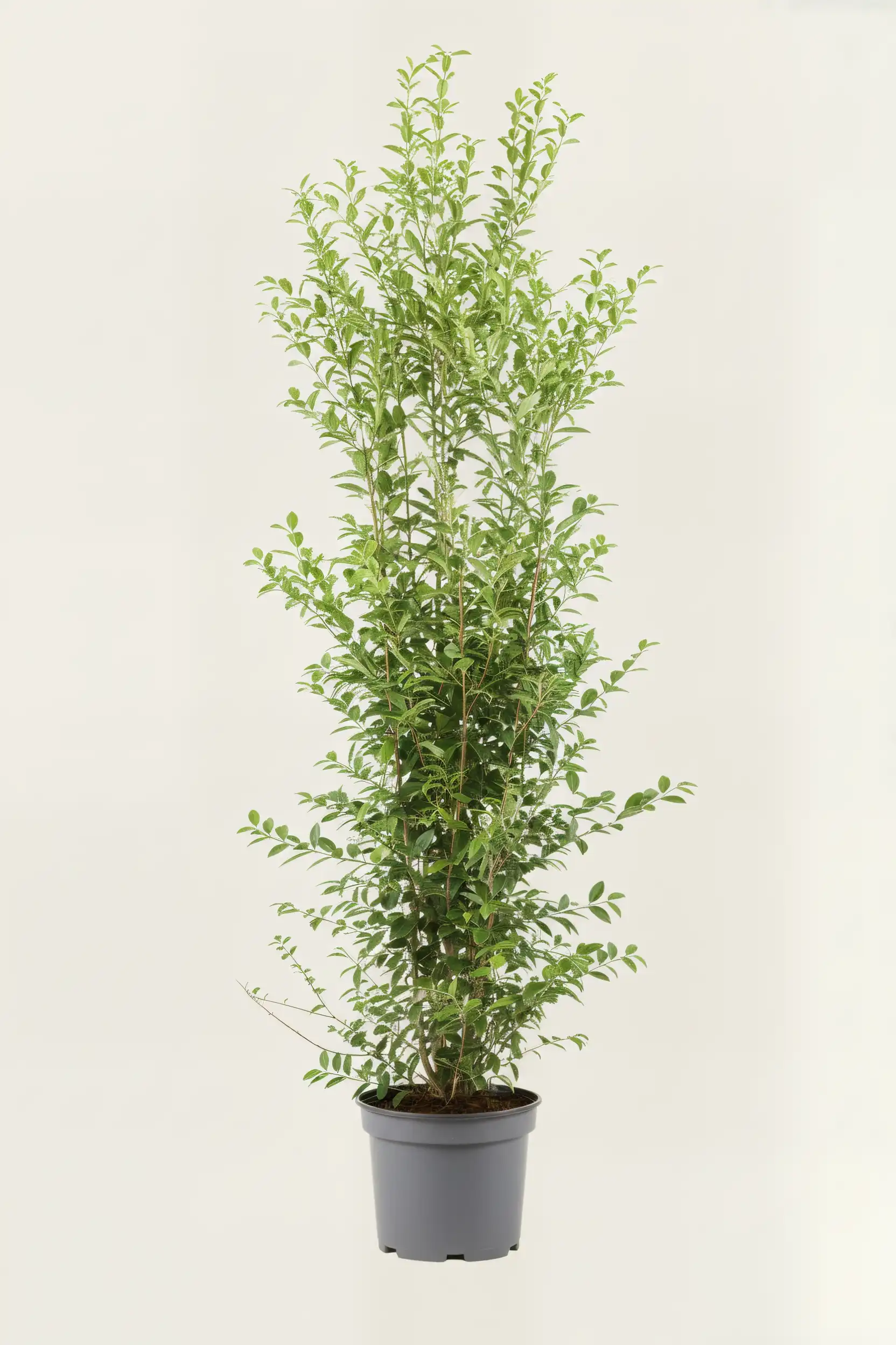 Storbladet liguster hæk Budget Pakke i potte 220-260cm - Giver øjeblikkelig afskærmning