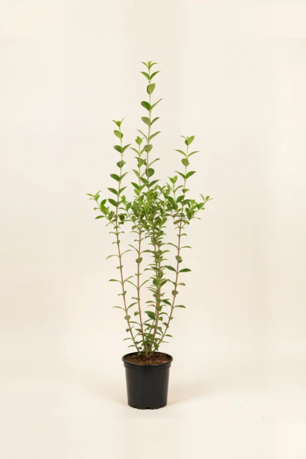 Storbladet liguster hæk Budget Pakke i potte 100-140cm - Giver øjeblikkelig afskærmning