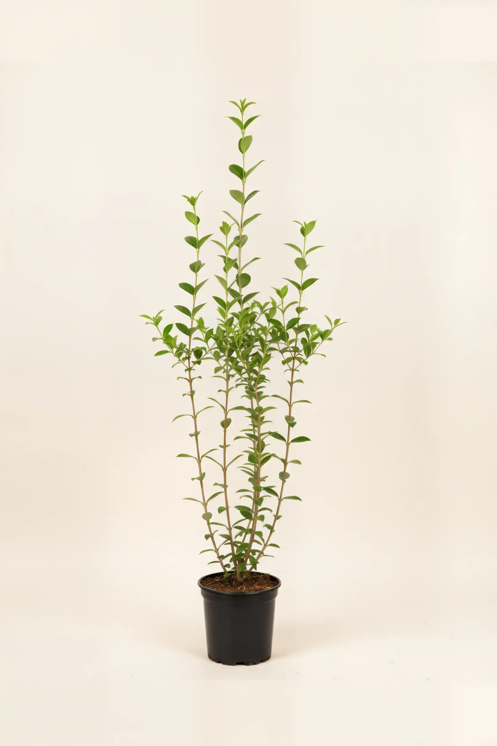 Storbladet liguster hæk Budget Pakke i potte 100-140cm - Giver øjeblikkelig afskærmning