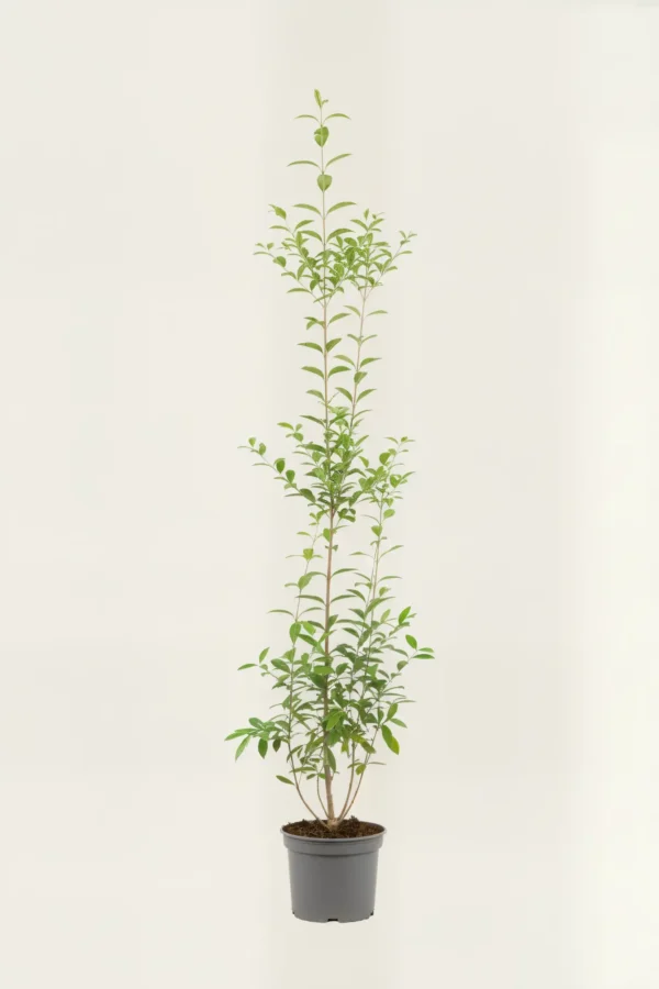 Storbladet liguster hæk Budget Pakke i potte 140-180cm - Giver øjeblikkelig afskærmning