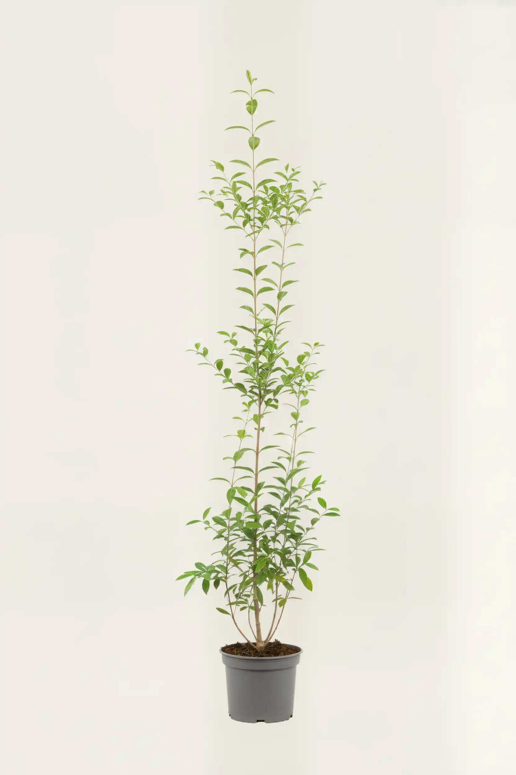 Storbladet liguster hæk Budget Pakke i potte 140-180cm - Giver øjeblikkelig afskærmning