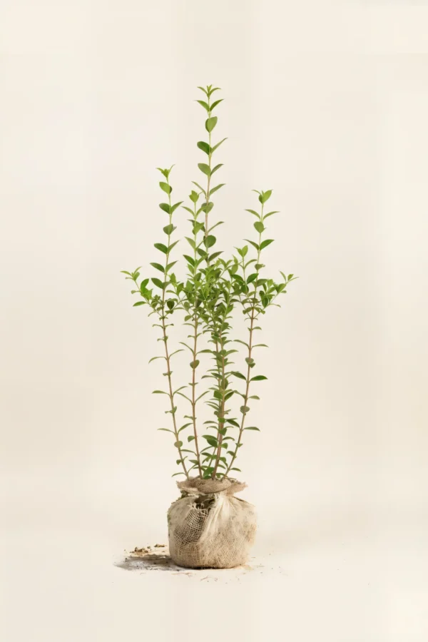 Storbladet liguster hæk Budget Pakke med rodklump 100-140cm - Giver øjeblikkelig afskærmning