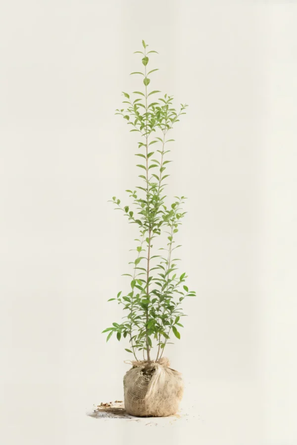 Storbladet liguster hæk Budget Pakke med rodklump 140-180cm - Giver øjeblikkelig afskærmning