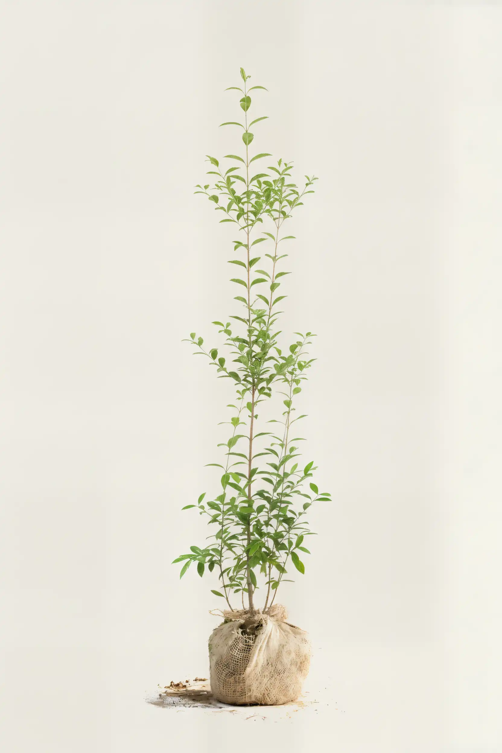 Storbladet liguster hæk Budget Pakke med rodklump 140-180cm - Giver øjeblikkelig afskærmning