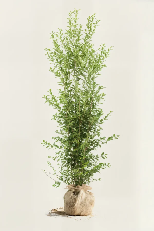 Storbladet liguster hæk Budget Pakke med rodklump 220-260cm - Giver øjeblikkelig afskærmning