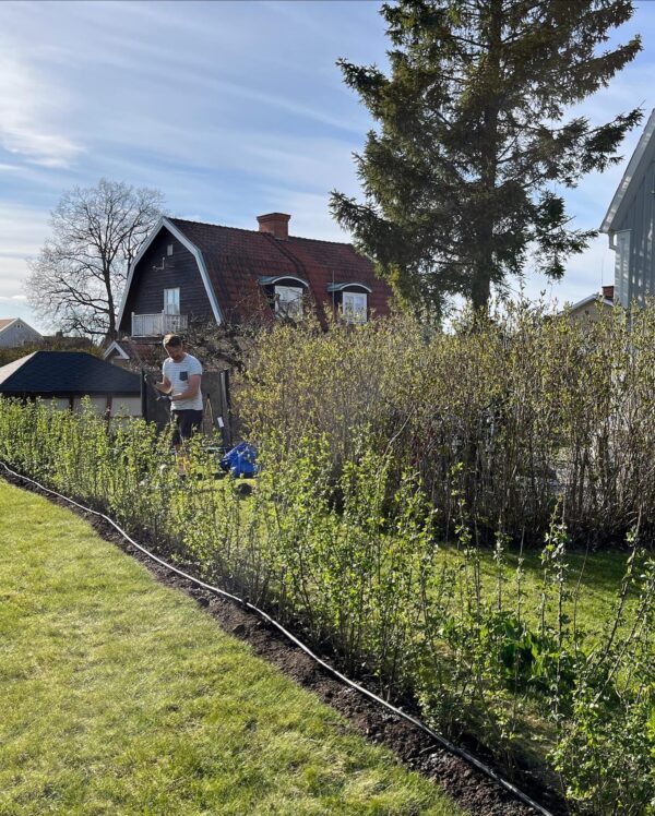 Stedsegrøn Liguster Potte Budget Pakke 100-140cm - Billede 2