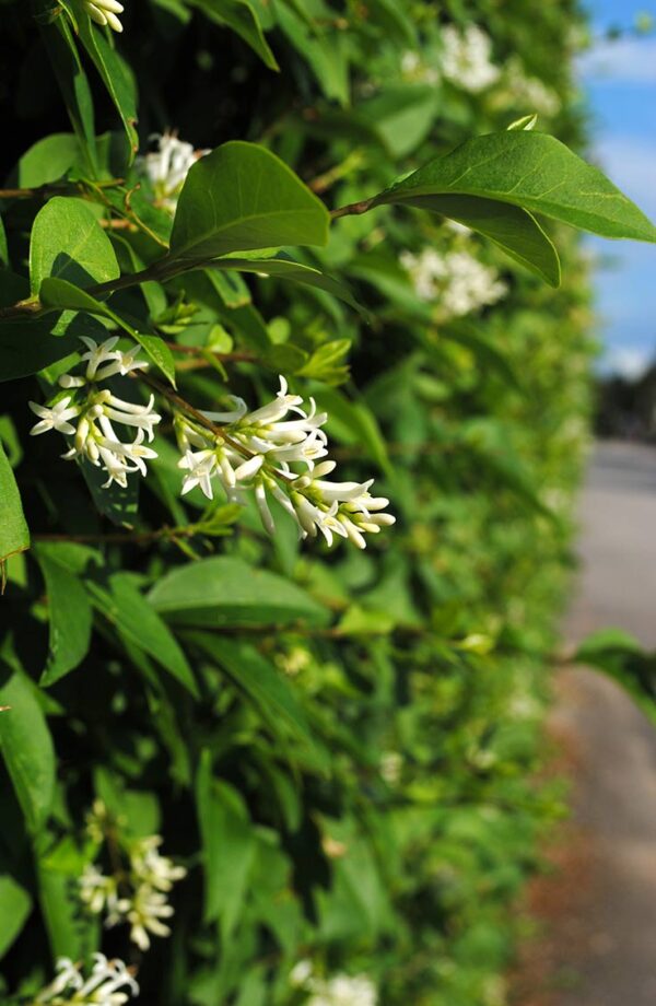 Liguster liga Potte Genius Pakke 100-140cm - Billede 2